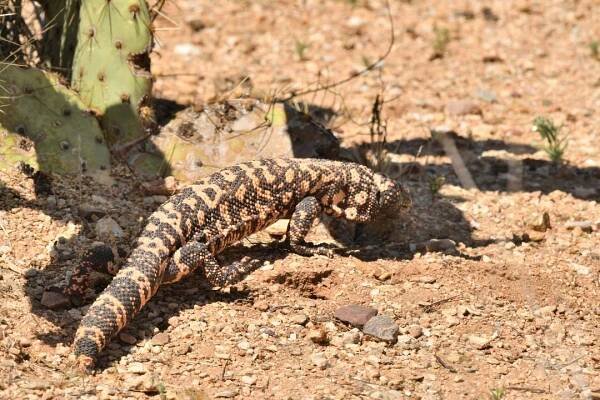 Gila Monster 