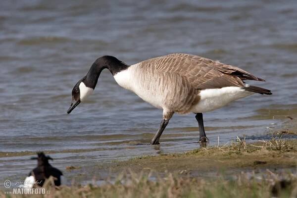 Berneška velká | Naturfoto.cz