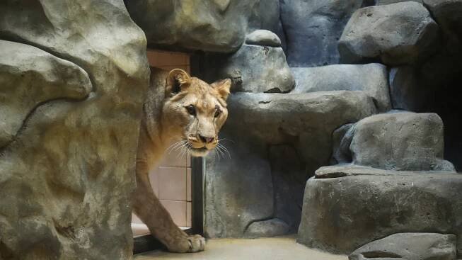 Liberecká zoo zvyšuje od července ceny, znovu zavede roční permanentku