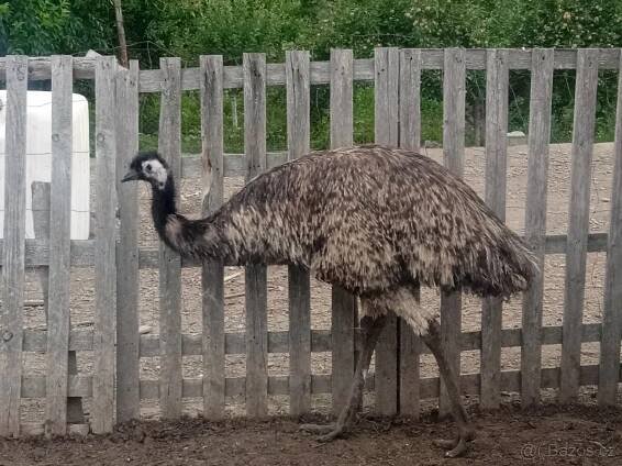 Emu hnědý