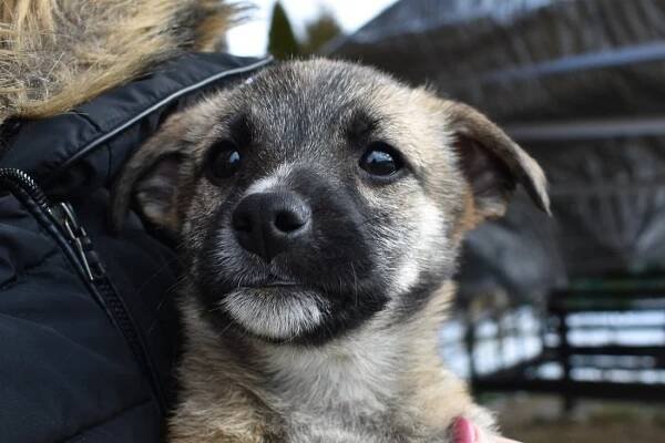 Psi k adopci z útulků, azylů a neziskových organizací