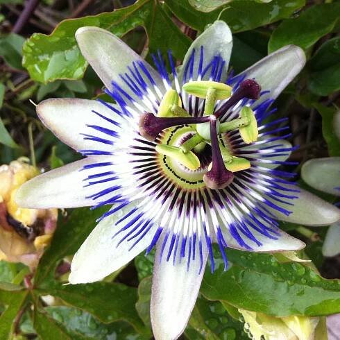 LovePlants_0003_Passiflora_caerulea_(Borizu_beach,_Llanes,_Asturias)