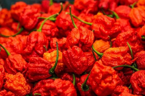 Vypěstujte si vlastní chilli papričky. Hodí se v kuchyni a navíc krásně vypadají