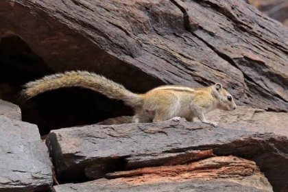 File:Congo rope squirrel (Funisciurus congicus).jpg - Wikimedia Commons