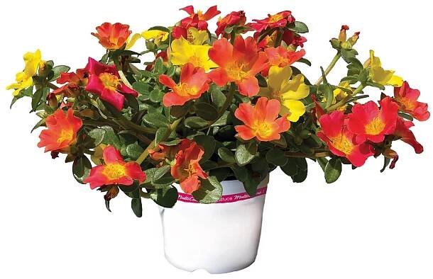 Šrucha velkokvětá (Portulaca grandiflora) "Nano Tricolor" výška 10-15cm pr. 12cm