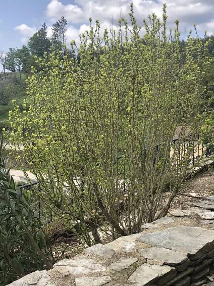 GARDENING & WILDLIFE - Casa Valhal