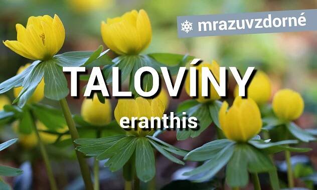 Talovíny