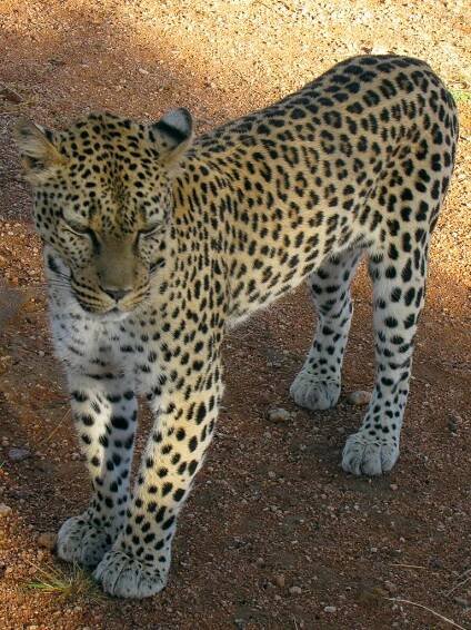 Obrázek - Panthera pardus pardus (levhart africký) | BioLib.cz