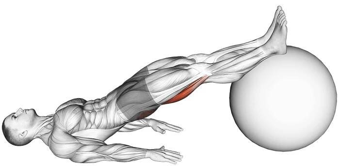 exercise ball leg curl