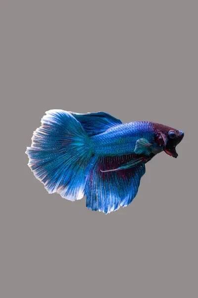 Siamská bojová ryba (Betta splendens), obecně známá jako betta — Stock obrázek