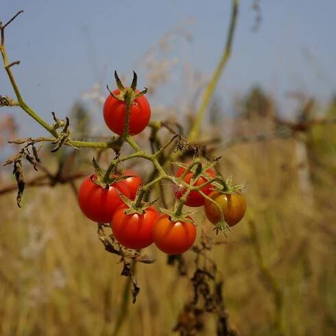 Semena rajčete – Rajče Bejbino F1 – Solanum lycopersicum