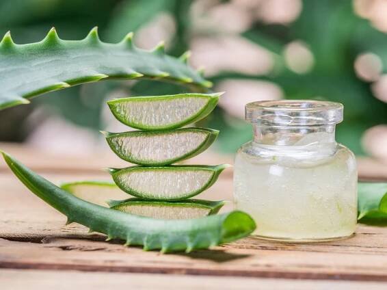 All About Aloe Vera and Its Benefits - True Relaxations