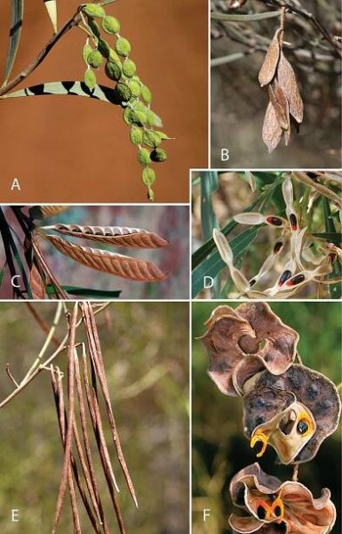 Advances in Legume Systematics 14. Classification of Caesalpinioideae. Part 2: Higher-level classification