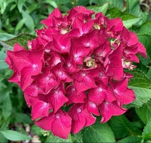 ́Hot Red ́® hortenzie velkolistá (Hydrangea macrophylla cv. )