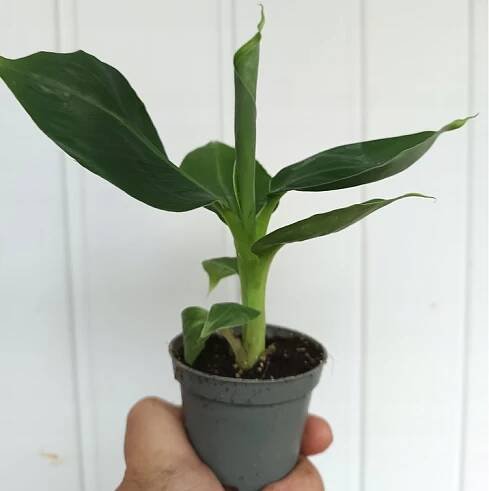 Jedlý banán Musa acuminata Super Dwarf Cavendish trpasličí banánovník 15 cm