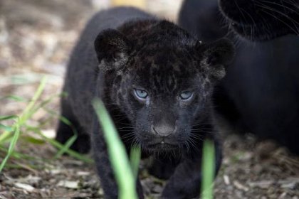 Nádherný jaguáří samec se zabydluje ve zlínské zoo | iportaL24.cz