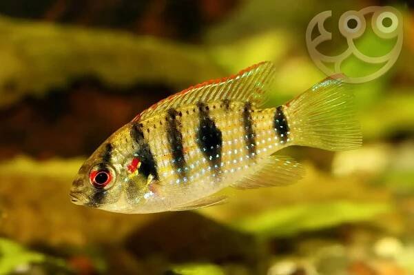 African Butterfly Cichlid - Anomalochromis thomasi Fish Profile & Care Guide