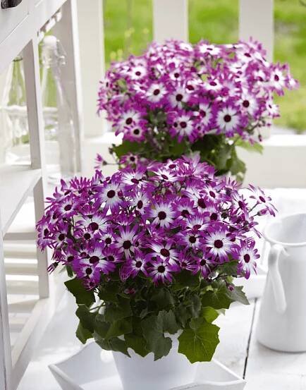 Senetti Magenta Bicolor