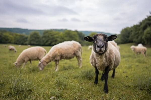 Farma Ovčí terasy - Zvířata