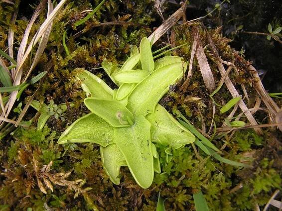 Pinguicula bohemica - Darwiniana - Velký atlas masožravých rostlin