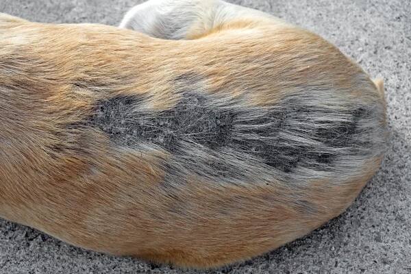 Hund-Haarausfall