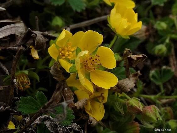 Mochna jarní (Potentilla verna)
