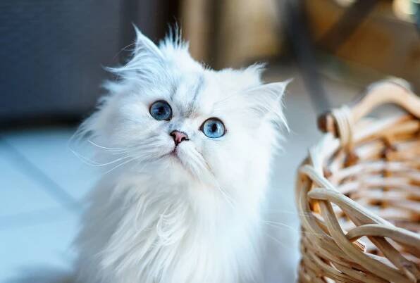 120 Majestic Persian Cat Names to Make Your Feline Feel Like Royalty