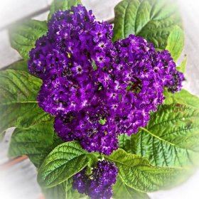 Your Starter Guide to Growing Beautiful Heliotrope Flowers - Garden and Happy
