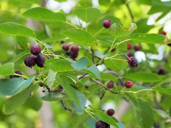 photo of juneberry / serviceberry tree with saskatoon berries on tree