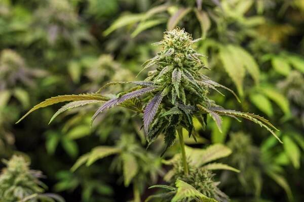 THC na predpis? V Česku realita • WEEDBLOG.sk