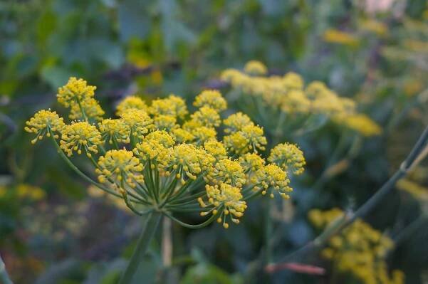 fennel-878726_960_720