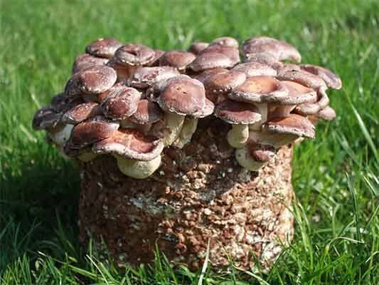 shiitake