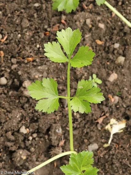 Apium graveolens – miřík celer, celer • Pladias: Databáze české flóry a vegetace