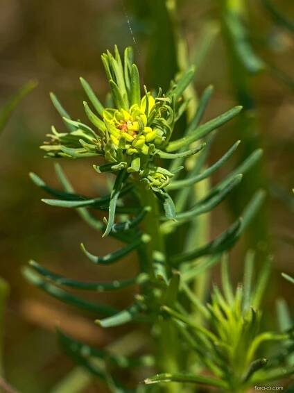 Pryšec chvojka (Euphorbia cyparissias), listy