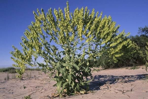 Plants in folklore and poetry | Kaj Halberg