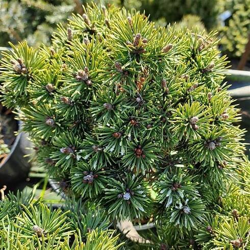 Pinus mugo Mops Bášť