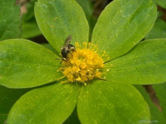Hvězdnatec zubatý (Hacquetia epipactis)
