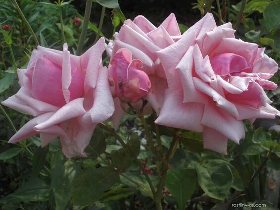 Růže La France (Rosa)