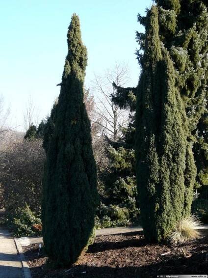 Juniperus communis Hibernica jalovec obecný Stricta