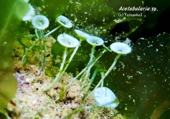 Acetabularia ryukyuensis