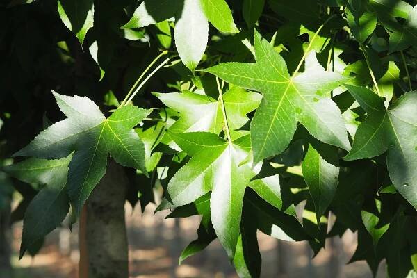 Liquidambar styraciflua 'Brotzman'
