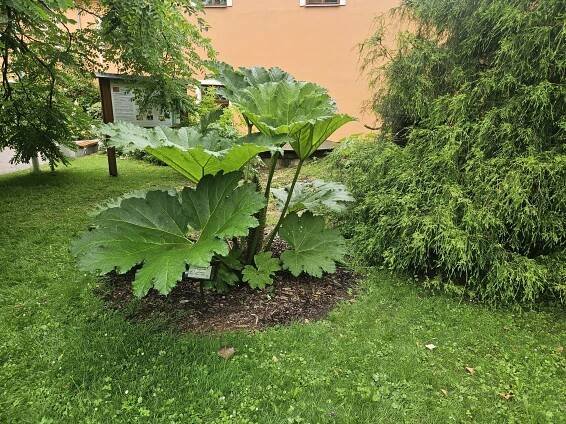 Gunnera manicata barota rukávovitá 
