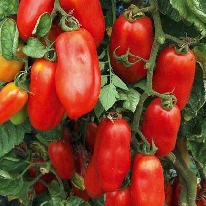 Rajče tyčkové San Marzano Gigante 3