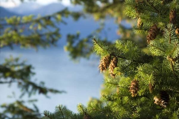 douglas jedle (pseudotsuga menziesii) - douglaska tisolistá - stock snímky, obrázky a fotky
