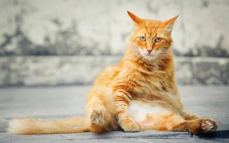 Mezi kočkami může docházet k přenosu nového typu koronaviru