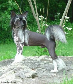 Chinese Crested - Puppies, Rescue, Pictures, Information, Temperament, Characteristics | Animals Breeds