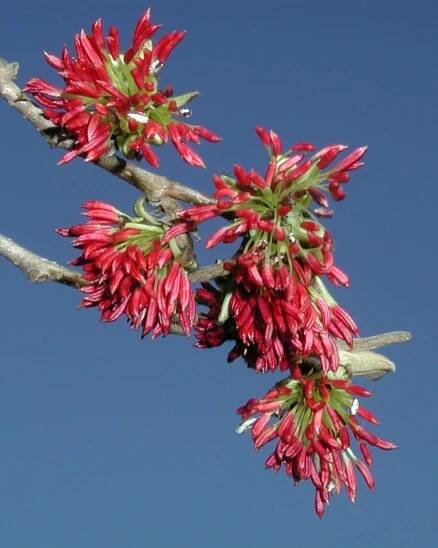Parrotia persica | parocie perská - Van den Berk školky