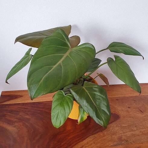 Hybridní rostlina Philodendron 'Summer Glory' s měděnými listy, růžovým žilkováním a lesklými zelenými dospělými listy.