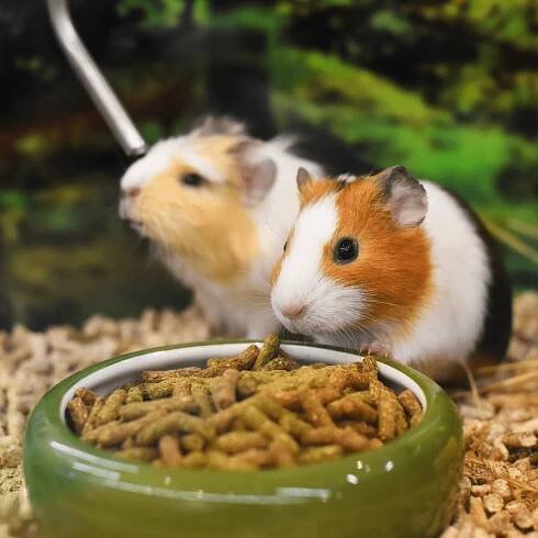 Živé zvíře Morče domácí hladké - Cavia porcellus | Super zoo