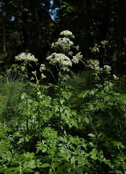 Mázdřinec rakouský - Pleurospermum austriacum